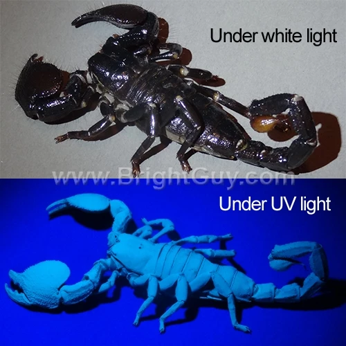 Deals โ๏ธ Automotive Repair Flashlights Inova X5 UV Flashlight | Pro Grade ๐ 7 Deals โ๏ธ Automotive Repair Flashlights Inova X5 UV Flashlight | Pro Grade ๐ - Image 5